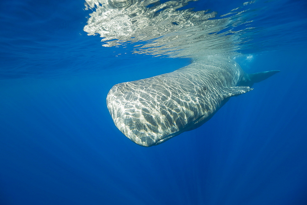 Sperm Whale, Physeter catodon, Azores, Atlantic Ocean, Portugal