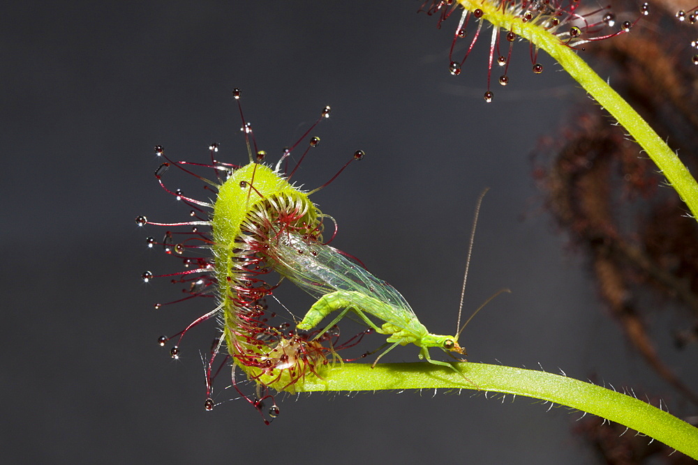 Sundew, Carnivorous Plant trapping Green Lacewing, Drosera scorpioides, Chrysoperla carnea, Munich, Bavaria, Germany