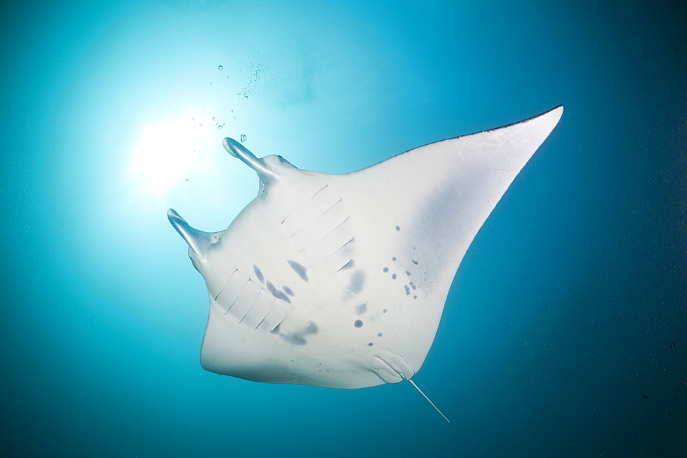 Manta, Manta birostris, Micronesia, Yap