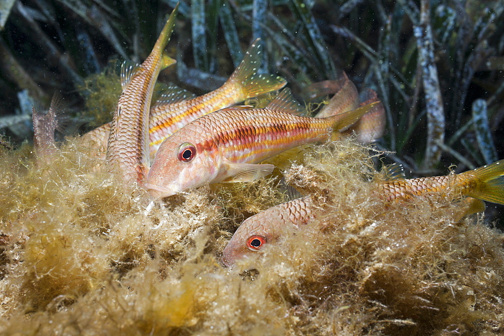 Red Mullets searching for Prey, Mullus surmuletus, Tamariu, Costa Brava, Mediterranean Sea, Spain