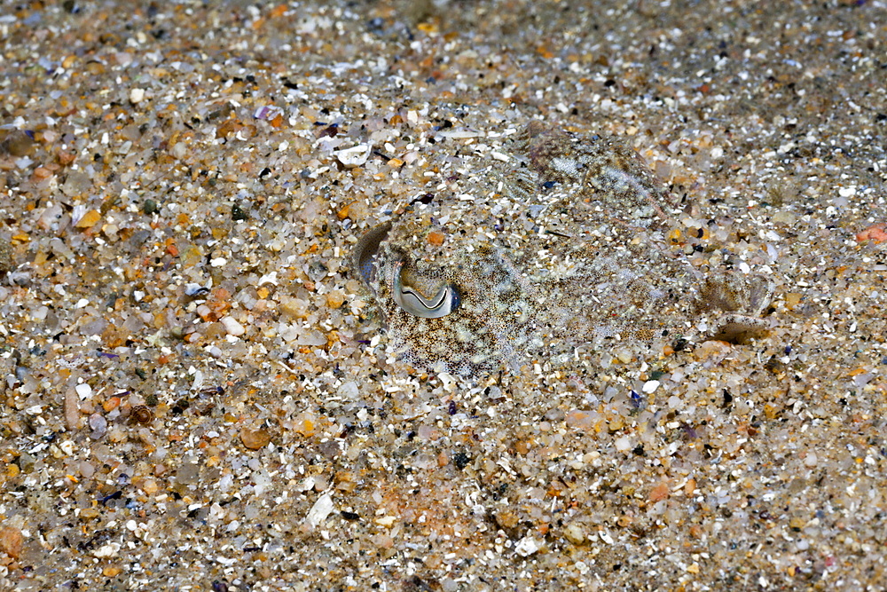 Common Sepia camouflaged in Sand, Sepia officinalis, Tamariu, Costa Brava, Mediterranean Sea, Spain