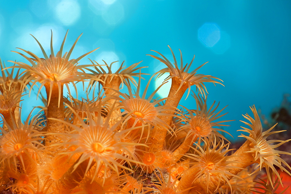 Yellow Cluster Anemones, Parazoanthus axinellae, Tamariu, Costa Brava, Mediterranean Sea, Spain