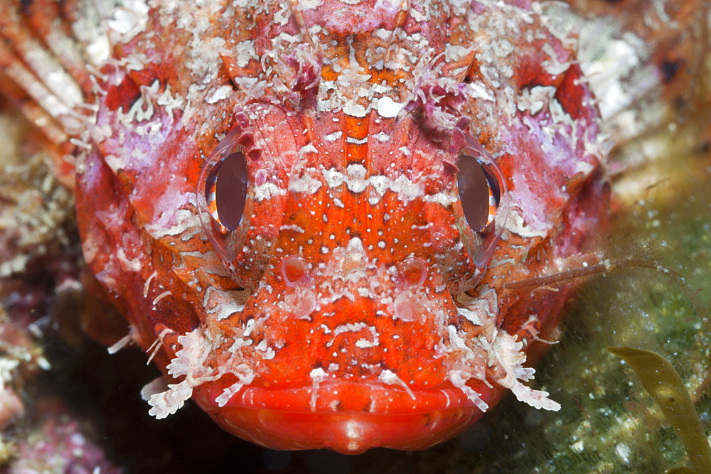 Lesser Red Scorpianfish, Scorpaena notata, Tamariu, Costa Brava, Mediterranean Sea, Spain