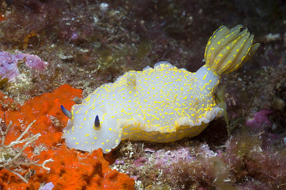 Mediterranean Dorid Slug, Hypselodoris elegans, Tamariu, Costa Brava, Mediterranean Sea, Spain