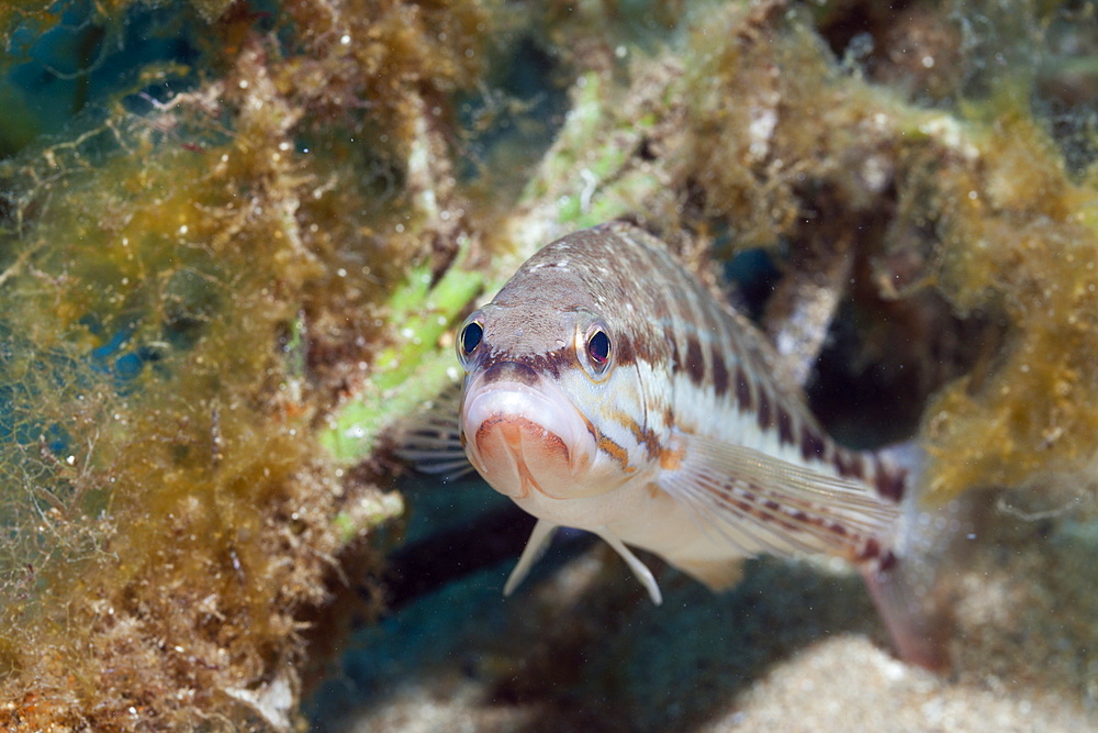 Portrait of Comber, Serranus cabrilla, Tamariu, Costa Brava, Mediterranean Sea, Spain