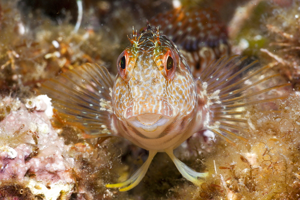 Variable Blenny, Parablennius pilicornis, Tamariu, Costa Brava, Mediterranean Sea, Spain