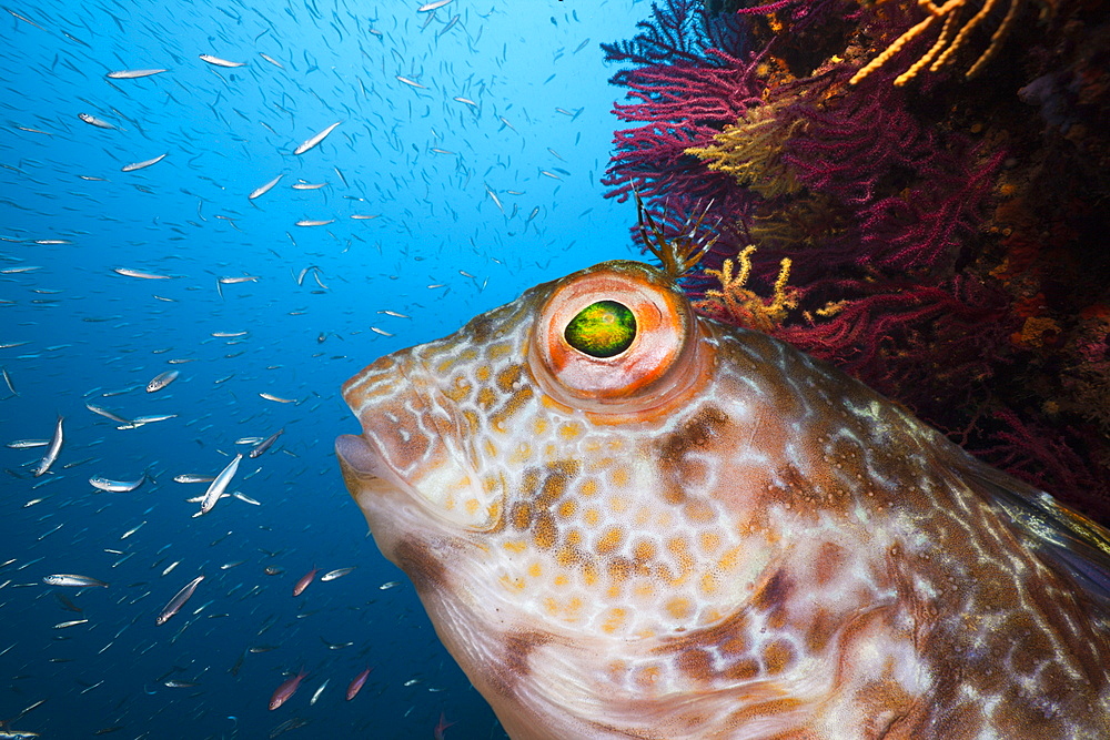 Variable Blenny, Parablennius pilicornis, Tamariu, Costa Brava, Mediterranean Sea, Spain