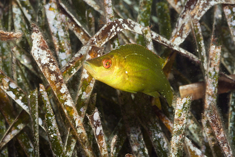 Long-snouted Wrasse in Seaweed, Symphodus rostratus, Tamariu, Costa Brava, Mediterranean Sea, Spain