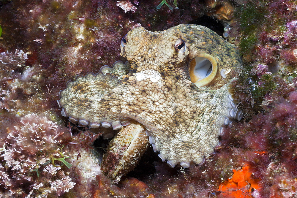 Common Octopus, Octopus vulgaris, Tamariu, Costa Brava, Mediterranean Sea, Spain