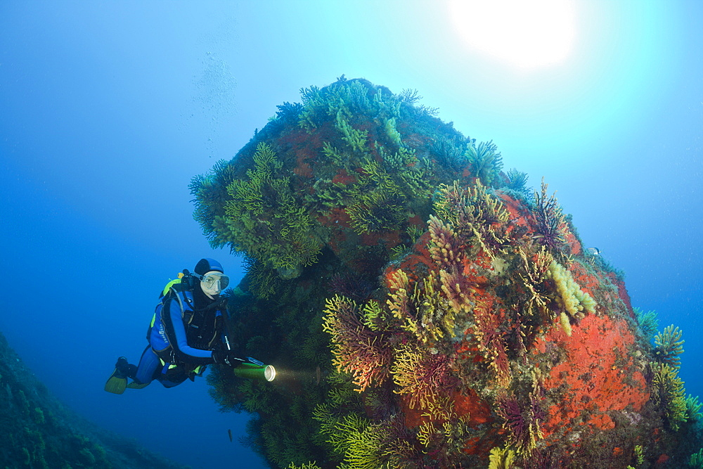 Scuba Diver and Variable Gorgonians, Paramuricea clavata, Tamariu, Costa Brava, Mediterranean Sea, Spain