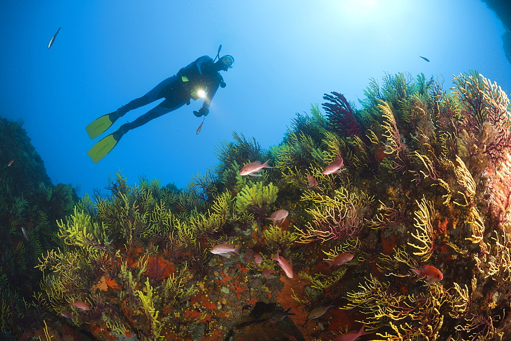 Diver over Reef with Anthias, Anthias anthias, Tamariu, Costa Brava, Mediterranean Sea, Spain