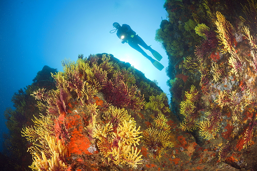 Scuba Diver and Variable Gorgonians, Paramuricea clavata, Tamariu, Costa Brava, Mediterranean Sea, Spain