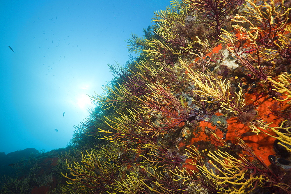 Variable Gorgonians, Paramuricea clavata, Tamariu, Costa Brava, Mediterranean Sea, Spain