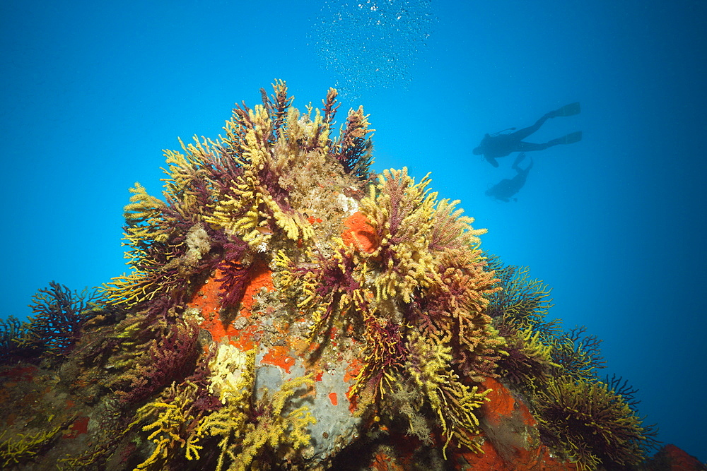 Scuba Diver and Variable Gorgonians, Paramuricea clavata, Tamariu, Costa Brava, Mediterranean Sea, Spain