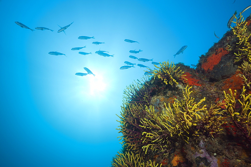 Reef with Shoal of Two-banded Breams, Diplodus vulgaris, Tamariu, Costa Brava, Mediterranean Sea, Spain