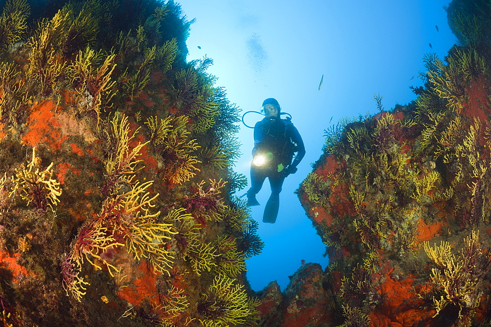 Scuba Diver and Variable Gorgonians, Paramuricea clavata, Tamariu, Costa Brava, Mediterranean Sea, Spain