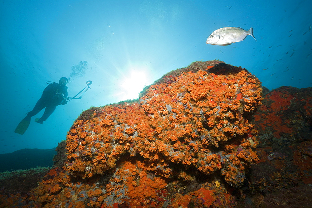 Cluster Anemones and Diver, Parazoanthus axinellae, Tamariu, Costa Brava, Mediterranean Sea, Spain