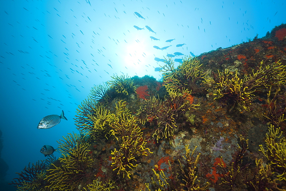 Reef with Variable Gorgonians, Paramuricea clavata, Tamariu, Costa Brava, Mediterranean Sea, Spain