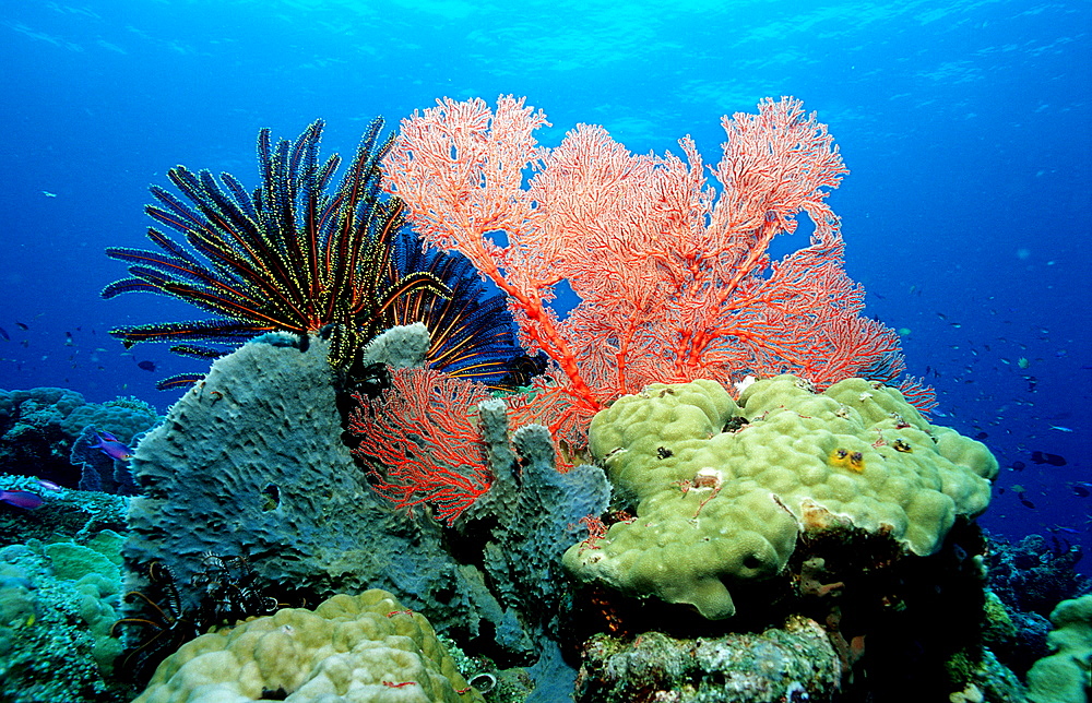 Coral Reef, corals, Papua New Guinea, Pacific ocean