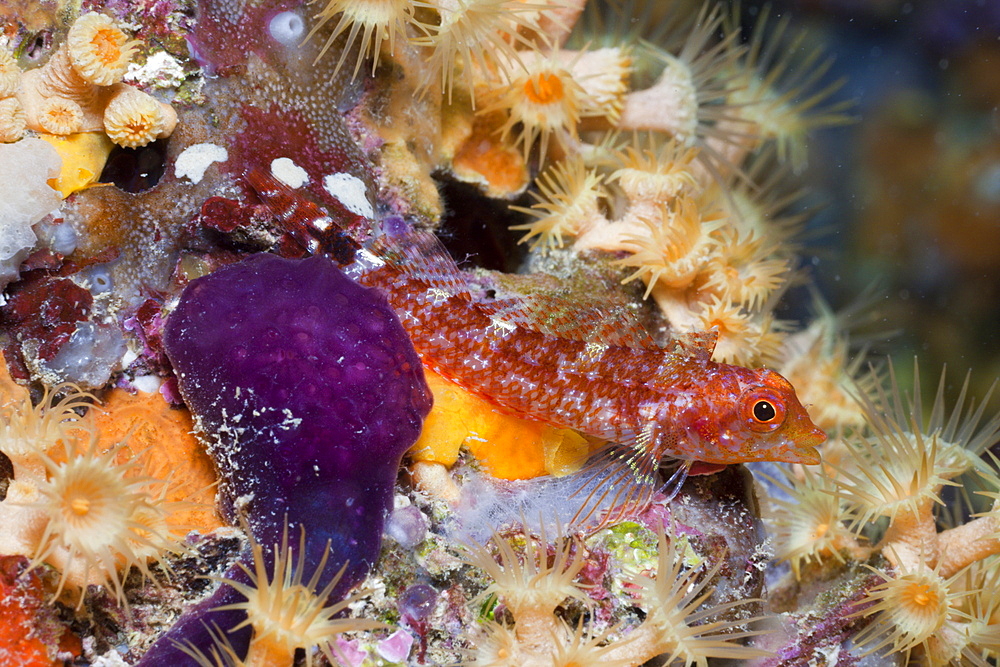 Male Triplefin, Tripterygion delaisi, Spirastrella cunctatrix, La Vaca, Medes Islands, Costa Brava, Mediterranean Sea, Spain