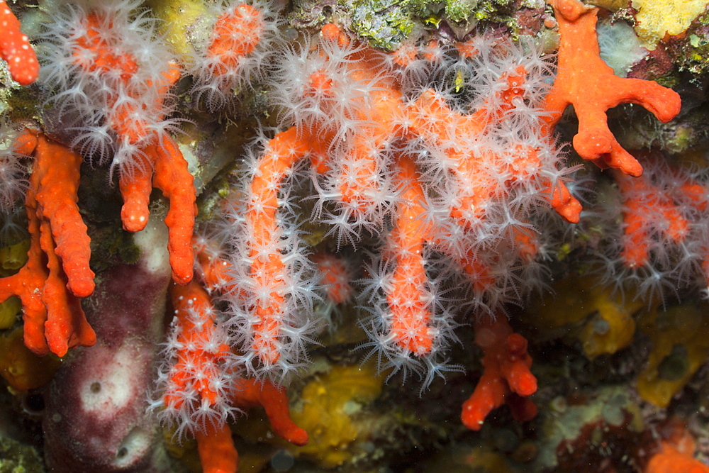 Precious Corals, Corallium rubrum, Les Ferranelles, Medes Islands, Costa Brava, Mediterranean Sea, Spain