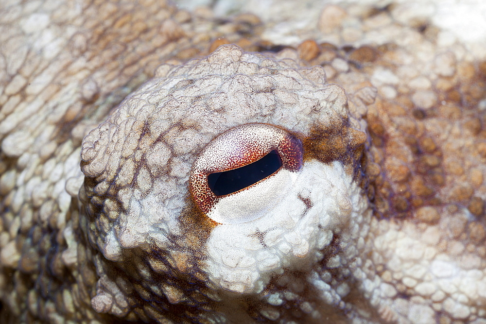 Octopus Eye, Octopus vulgaris, Les Ferranelles, Medes Islands, Costa Brava, Mediterranean Sea, Spain