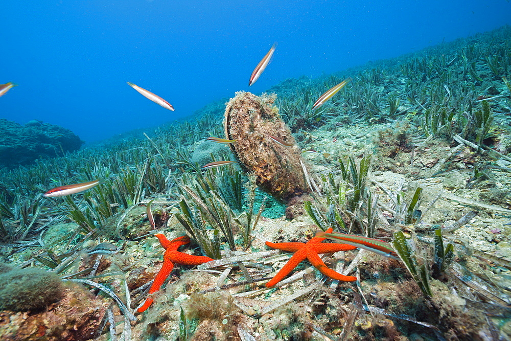 Noble Pen Shell, Pinna nobilis, Les Ferranelles, Medes Islands, Costa Brava, Mediterranean Sea, Spain