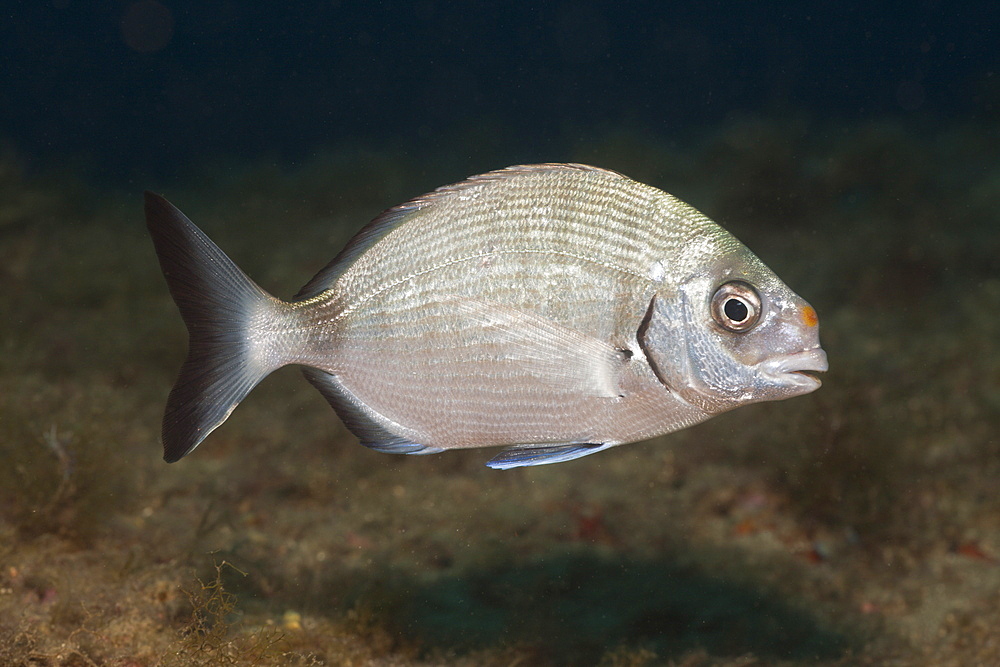 White Bream, Diplodus sargus sargus, Les Ferranelles, Medes Islands, Costa Brava, Mediterranean Sea, Spain