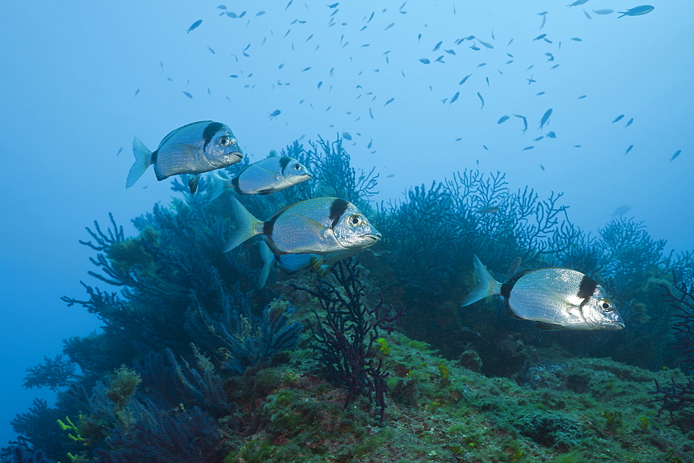 Shoal of Two-banded Breams, Diplodus vulgaris, Les Ferranelles, Medes Islands, Costa Brava, Mediterranean Sea, Spain