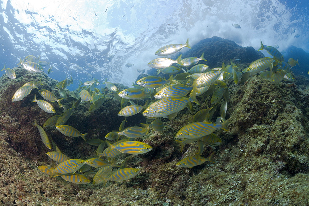 Cow Breams schooling, Sarpa salpa, Carall Bernat, Medes Islands, Costa Brava, Mediterranean Sea, Spain