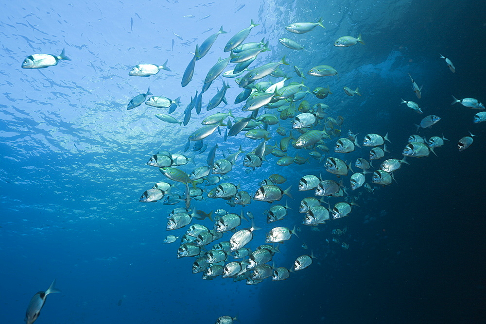 Two-banded Breams, Diplodus vulgaris, Carall Bernat, Medes Islands, Costa Brava, Mediterranean Sea, Spain