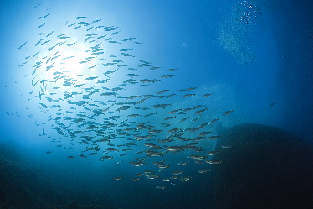 Shoal of Cow Breams, Sarpa salpa, El Medallot, Medes Islands, Costa Brava, Mediterranean Sea, Spain