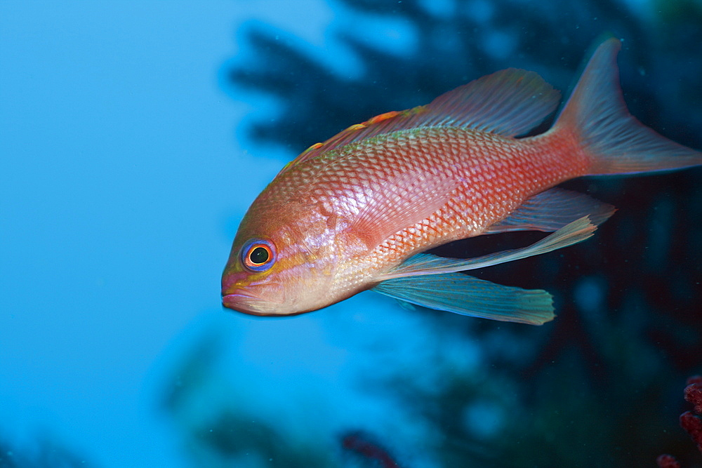 Mediterranean Anthias, Anthias anthias, El Medallot, Medes Islands, Costa Brava, Mediterranean Sea, Spain