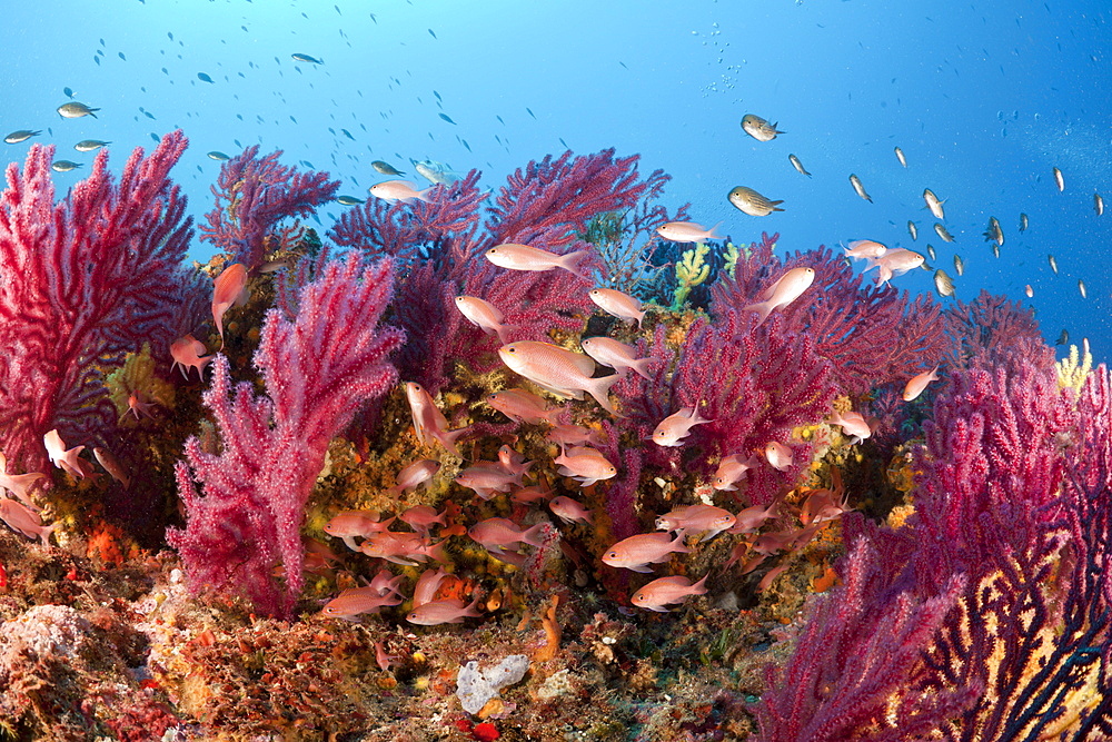 Red Anthias and Variable Gorgonians, Anthias anthias, Paramuricea clavata, Carall Bernat, Medes Islands, Costa Brava, Mediterranean Sea, Spain