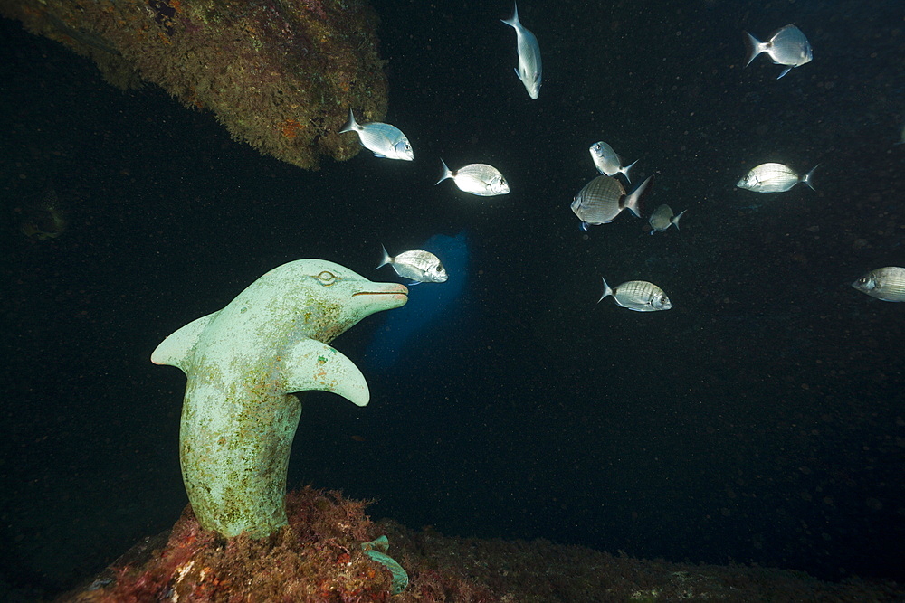 Dolphin Sculpture in Cave, Dofi North, Medes Islands, Costa Brava, Mediterranean Sea, Spain