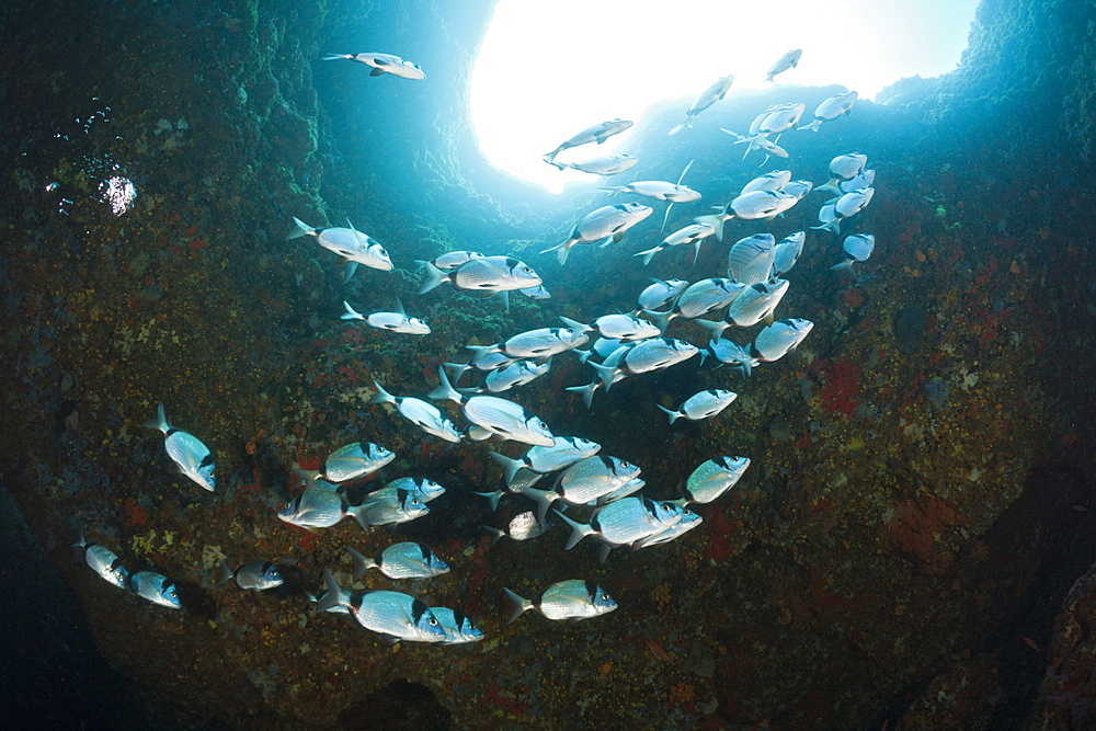 Two-banded Breams inside Cave, Diplodus vulgaris, Dofi South, Medes Islands, Costa Brava, Mediterranean Sea, Spain