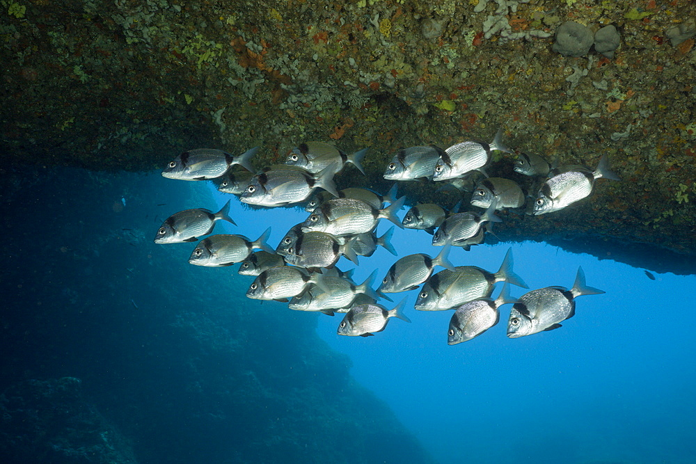 Two-banded Breams inside Cave, Diplodus vulgaris, Dofi South, Medes Islands, Costa Brava, Mediterranean Sea, Spain