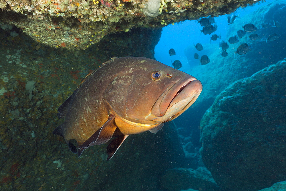 Dusky Grouper inside Cave, Epinephelus marginatus, Dofi North, Medes Islands, Costa Brava, Mediterranean Sea, Spain