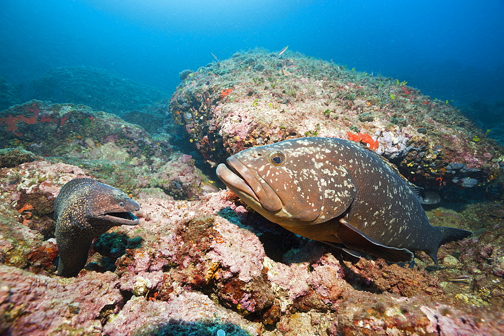 Mediterranean Moray an Dusky Grouper, Muraena helena, Epinephelus marginatus, Les Ferranelles, Medes Islands, Costa Brava, Mediterranean Sea, Spain