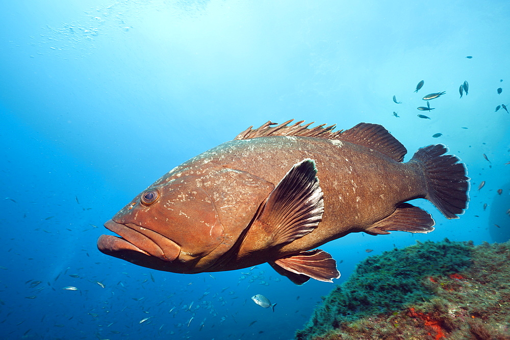 Dusky Grouper, Epinephelus marginatus, Carall Bernat, Medes Islands, Costa Brava, Mediterranean Sea, Spain