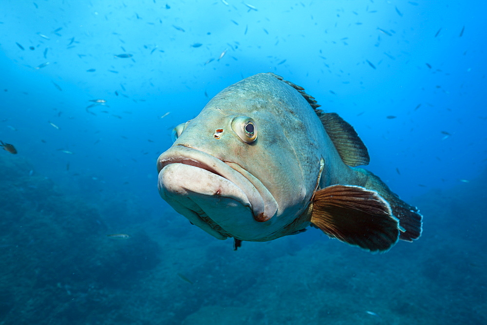 Dusky Grouper, Epinephelus marginatus, Carall Bernat, Medes Islands, Costa Brava, Mediterranean Sea, Spain