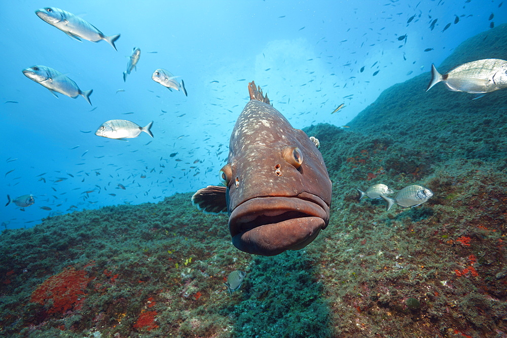 Dusky Grouper, Epinephelus marginatus, Carall Bernat, Medes Islands, Costa Brava, Mediterranean Sea, Spain