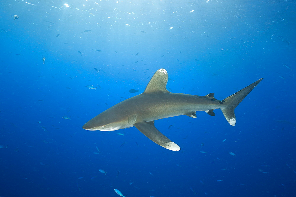 Oceanic Whitetip Shark, Carcharhinus longimanus, Daedalus Reef, Red Sea, Egypt