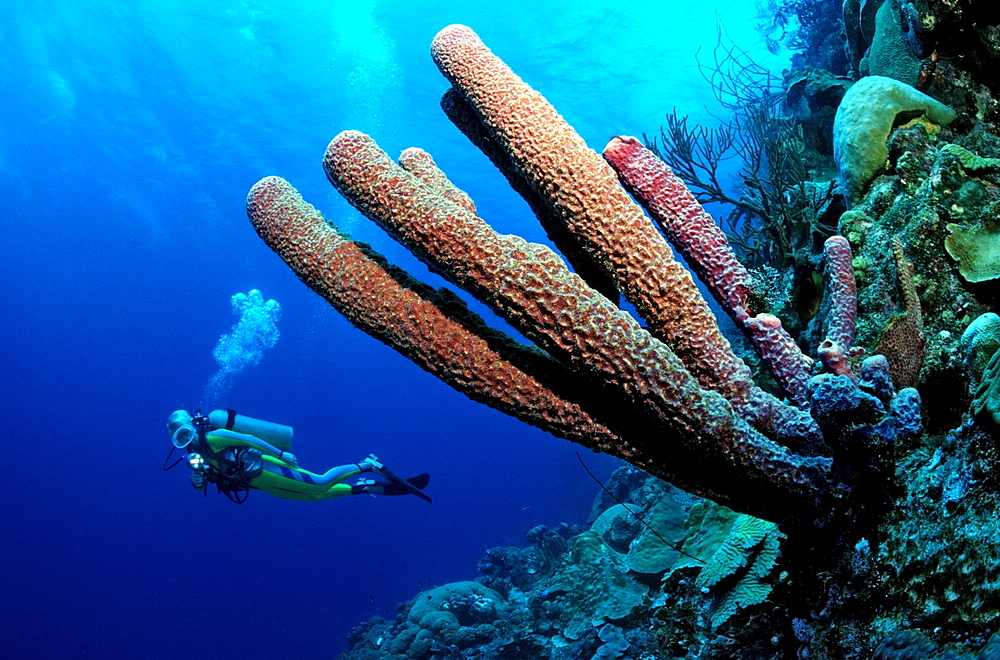 Diver and Tube-Sponges, Aplysina archeri, Netherlands Antilles, Caribbean Sea, Curacao