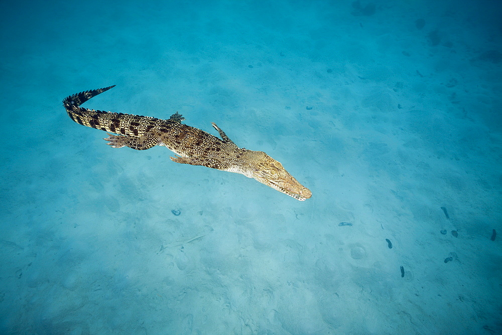 Saltwater Crocodile, Crocodylus porosus, Queensland, Australia