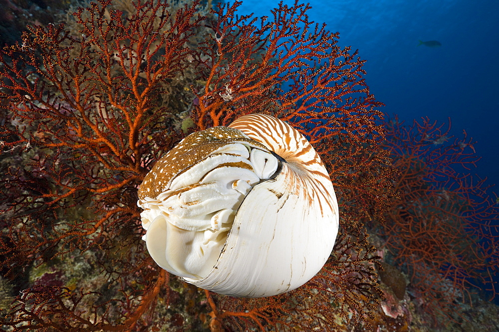 Nautilus, Nautilus pompilius, Great Barrier Reef, Australia