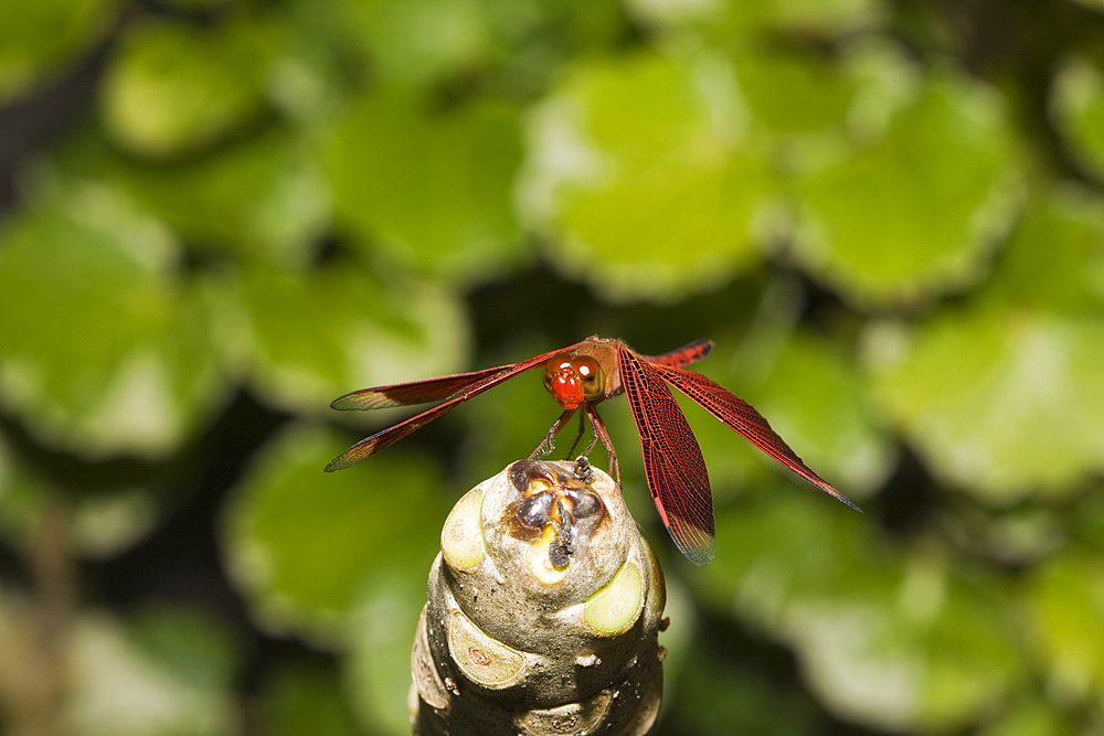 Dragonfly, Odonata, Peleliu Island, Micronesia, Palau