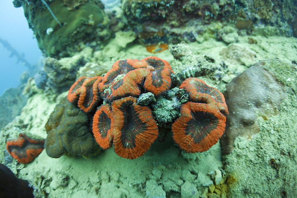 Coral Fluorescence of Brain Coral in Day Light, Micronesia, Palau