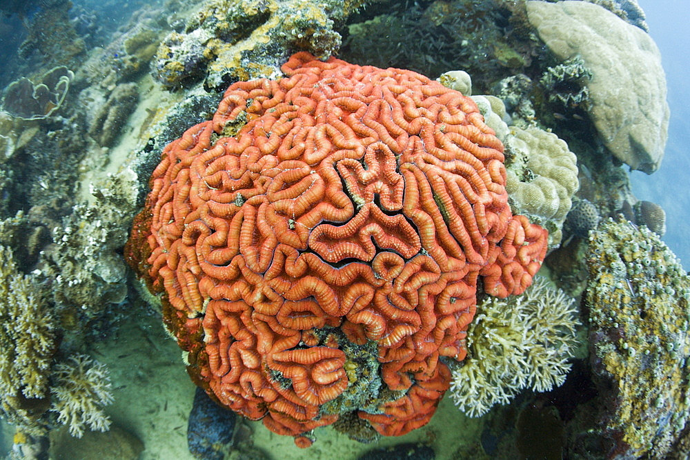 Coral Fluorescence of Brain Coral in Day Light, Micronesia, Palau