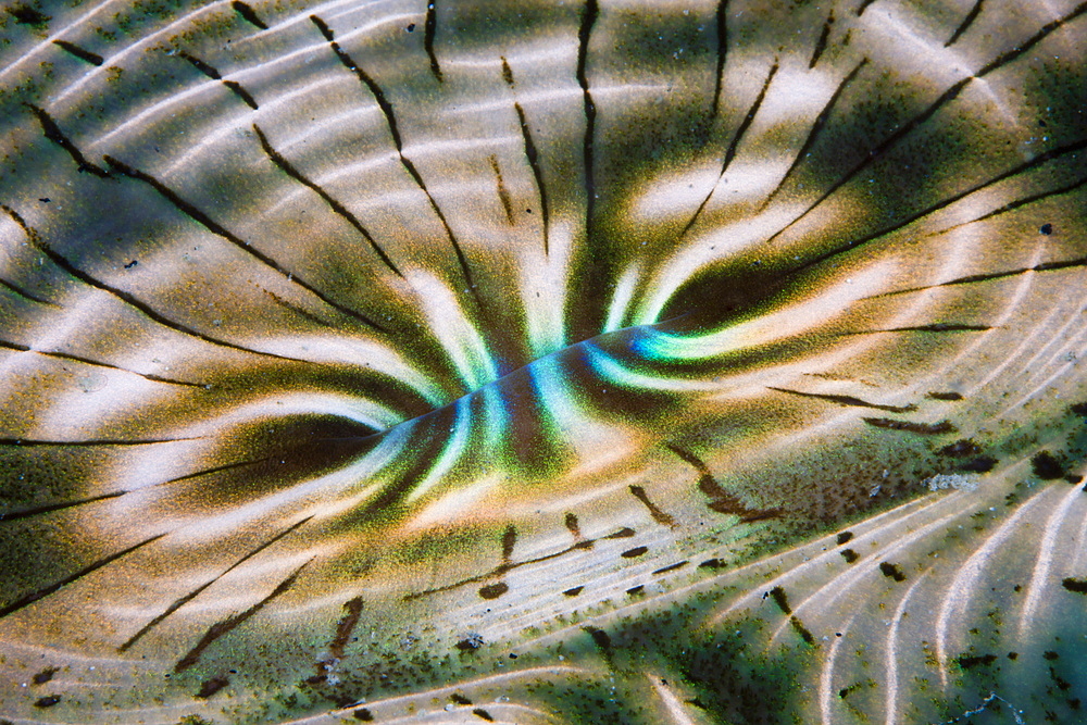 Iridescent Mantle of Giant Clam, Tridacna Squamosa, Micronesia, Palau